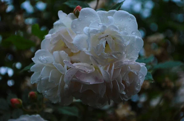 Belles Roses Blanches Pleine Floraison Dans Jardin — Photo