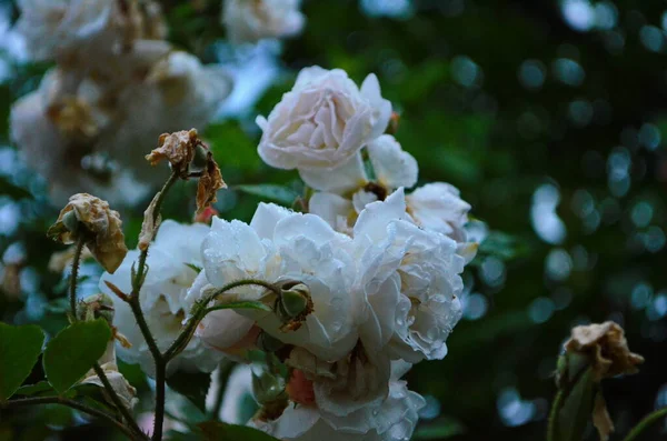 Schöne Weiße Rosen Voller Blüte Garten — Stockfoto