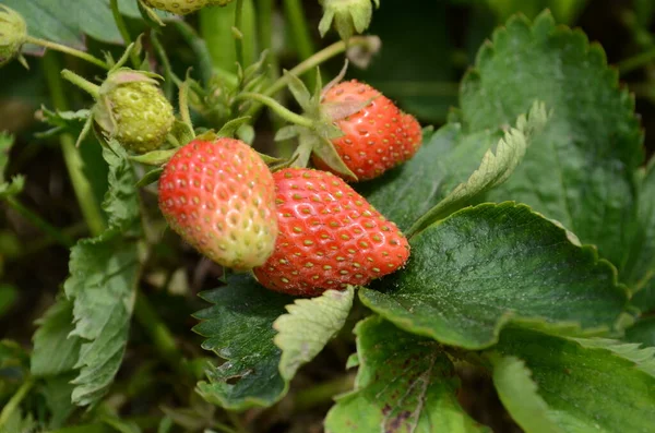 Cosecha Fruta Fresca Madura Fresa Roja Grande Invernadero Holandés — Foto de Stock