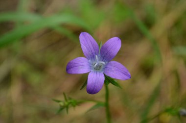Bahçedeki yeşil çimlerin arasında yazın çiçek tarhında narin mavi çan çiçekleri. Harika bahar ve yaz çiçekleri..