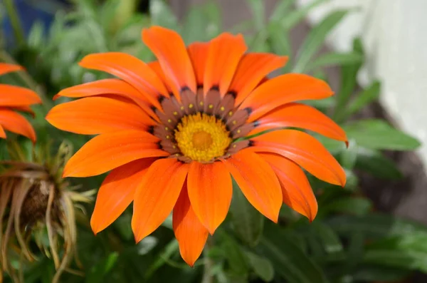 Sommerblumenserie Makro Von Gazania Rigens Blumen — Stockfoto