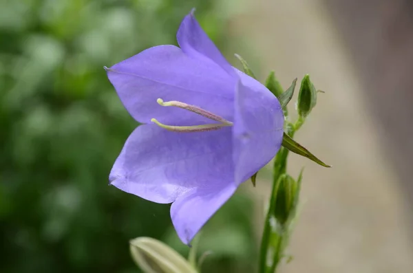 Delicate Blue Bell Flowers Flowerbed Summer Green Grass Garden Wonderful — Stock Photo, Image