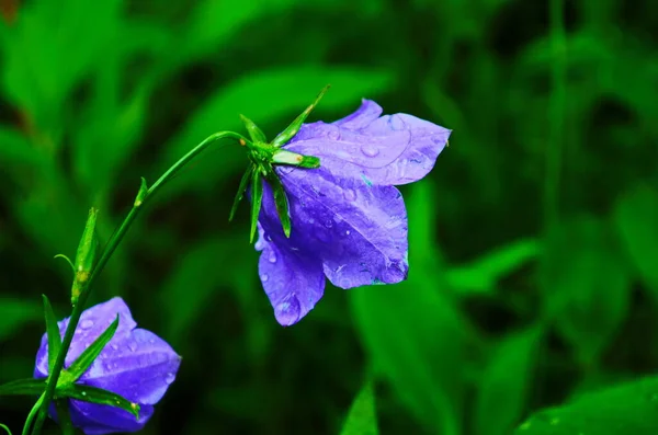 Delicate Blue Bell Flowers Flowerbed Summer Green Grass Garden Wonderful — Stock Photo, Image