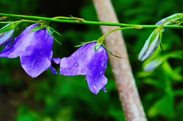 Jemné Modré Květy Zvonku Květinovém Záhonu Létě Mezi Zelenou Trávou — Stock fotografie