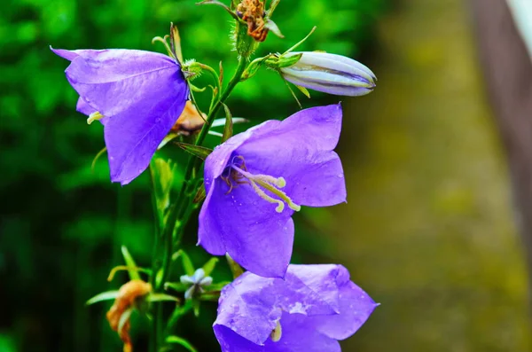 Delicate Blue Bell Flowers Flowerbed Summer Green Grass Garden Wonderful — Stock Photo, Image