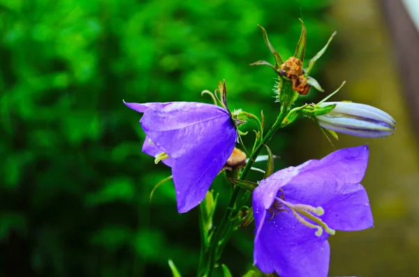 Delicadas Flores Campana Azul Macizo Flores Verano Entre Hierba Verde — Foto de Stock