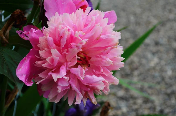 Closeup Pink Peony Flower Garden — Stock Photo, Image