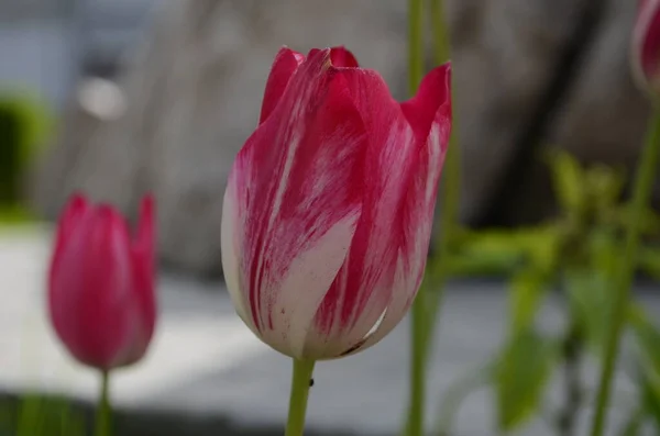 White pink tulips in green foliage. White and pink tulips. Pink and white tulips. White and pink flowers. Bicolor tulips field. Hybrid tulip field.