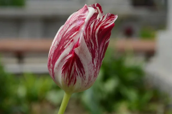 Fehér Rózsaszín Tulipán Zöld Lombozatban Fehér Rózsaszín Tulipán Rózsaszín Fehér — Stock Fotó