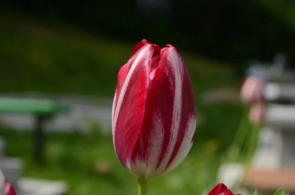 잎에는 흰색의 분홍색 있습니다 분홍색 튤립이요 분홍색 Hybrid Tulip Field — 스톡 사진