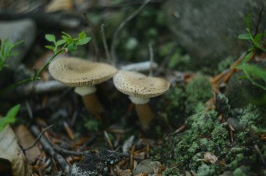 Mantarın bu küçük ve orta büyüklükteki mantar mantarı kışın hem egzotik hem de yerel düşmüş ya da ayakta duran odunlarda yoğun kümelerde bulunur..