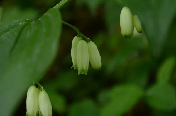 Polygonatum Odoratum Λουλούδι Γνωστό Σφραγίδα Του Σολομώντα Γωνία Αρωματική Σφραγίδα — Φωτογραφία Αρχείου