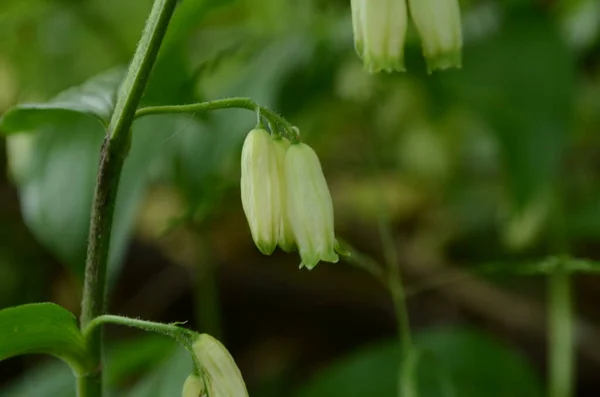 Polygonatum Odoratum Blume Bekannt Als Ecksiegel Oder Duftendes Salomonsiegel Sonnenlicht — Stockfoto