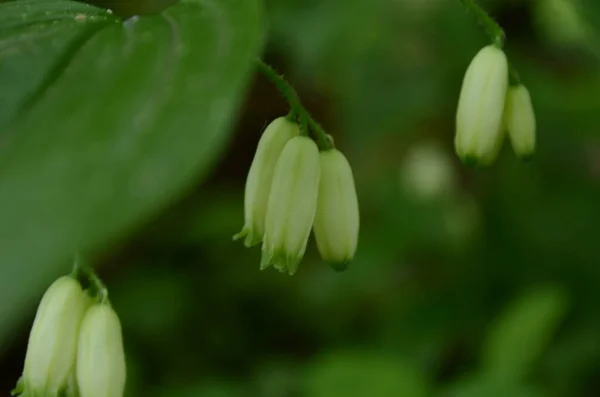 Polygonatum Odoratum Flor Conhecida Como Canto Selo Salomão Perfumou Selo — Fotografia de Stock