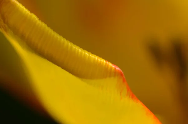 꽃가루 낱알을 클로즈업 — 스톡 사진