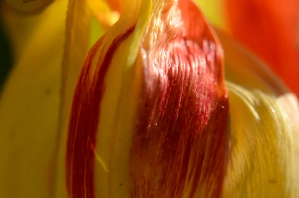 Primer Plano Granos Polen Tulipán Rojo Flor Tulipán — Foto de Stock