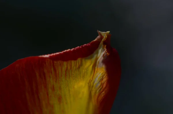 Primer Plano Granos Polen Tulipán Rojo Flor Tulipán — Foto de Stock