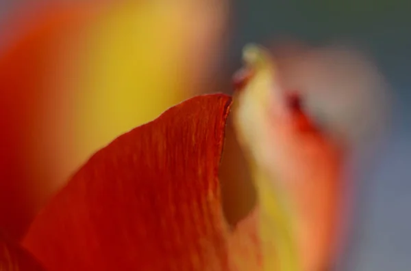 Close Tulip Pollen Grains Red Tulip Flower — Stock Photo, Image