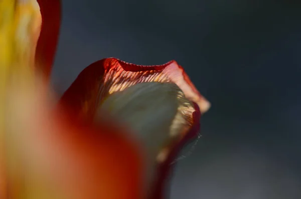 Primer Plano Granos Polen Tulipán Rojo Flor Tulipán — Foto de Stock