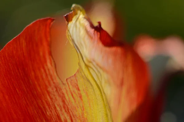 Close Tulip Pollen Grains Red Tulip Flower — Stock Photo, Image