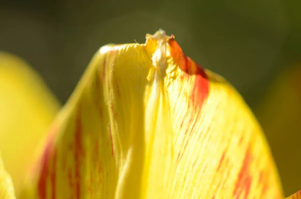 Close-up Tulip pollen grains of red Tulip flower.