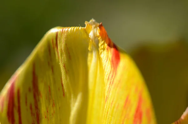 Close Grãos Pólen Tulipa Flor Tulipa Vermelha — Fotografia de Stock