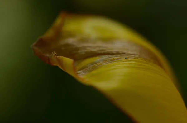 Close Grãos Pólen Tulipa Flor Tulipa Vermelha — Fotografia de Stock