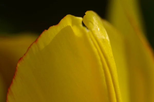 Close Grãos Pólen Tulipa Flor Tulipa Vermelha — Fotografia de Stock