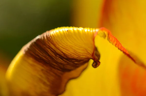 Close-up Tulip pollen grains of red Tulip flower.