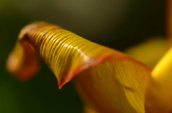 Nahaufnahme Tulpenpollenkörner Der Roten Tulpenblüte — Stockfoto
