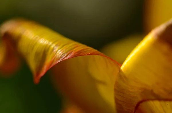 Close Tulip Pollen Grains Red Tulip Flower — Stock Photo, Image