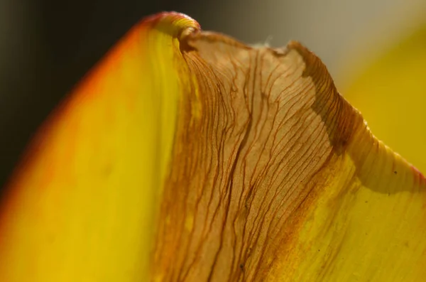 Close Grãos Pólen Tulipa Flor Tulipa Vermelha — Fotografia de Stock