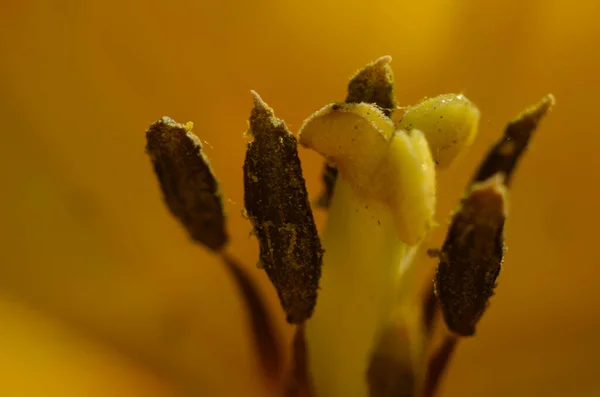 Close Grãos Pólen Tulipa Flor Tulipa Vermelha — Fotografia de Stock