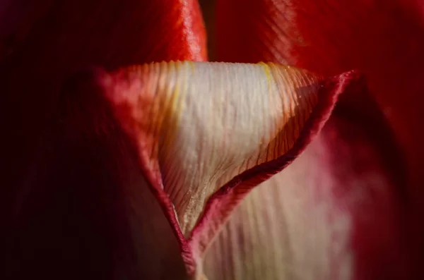 Κοντινό Πλάνο Σπόροι Γύρης Τουλίπας Από Κόκκινο Λουλούδι Τουλίπας — Φωτογραφία Αρχείου
