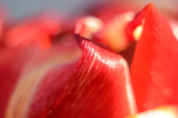 Gros Plan Grains Pollen Tulipes Fleurs Tulipes Rouges — Photo