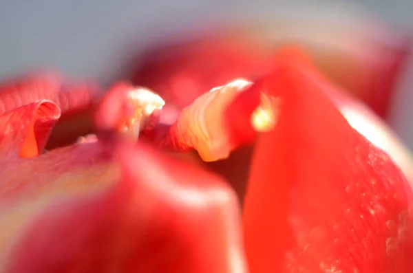 Close Tulip Pollen Grains Red Tulip Flower — Stock Photo, Image