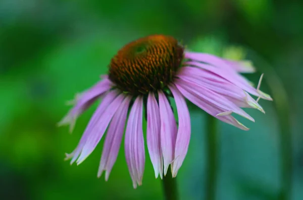 Coneflower, Echinacea angustifolia en el jardín —  Fotos de Stock