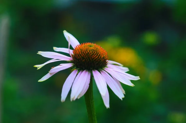 Coneflower, Echinacea angustifolia in giardino — Foto Stock