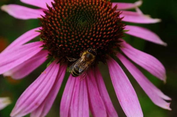 Coneflower, Echinacea angustifolia en el jardín — Foto de Stock