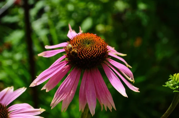 Coneflower, Echinacea angustifolia v zahradě — Stock fotografie