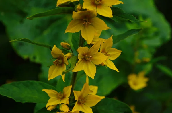 Lysimachia vulgaris. Lysimachia vulgaris. Gelbe Blumen. Nahaufnahme. Blumenbeet. Garten. Sonnenblumen. Horizontal — Stockfoto