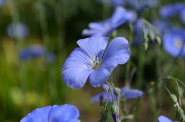 Vahşi Batı Mavi Flax çiçekleri veya Linum lewisii