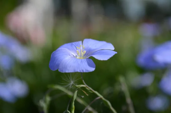 Villi Länsi Blue Flax Kukkia Tai Linum Lewisii — kuvapankkivalokuva