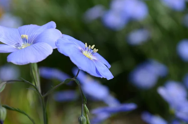 Wild Western Blue Flax Flowers Linum Lewisii — Stock Photo, Image