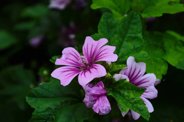 Malva Sylvestris Zebrina Zebra Hollyhock Vigorous Plant Showy Flowers Bright — Stock Photo, Image