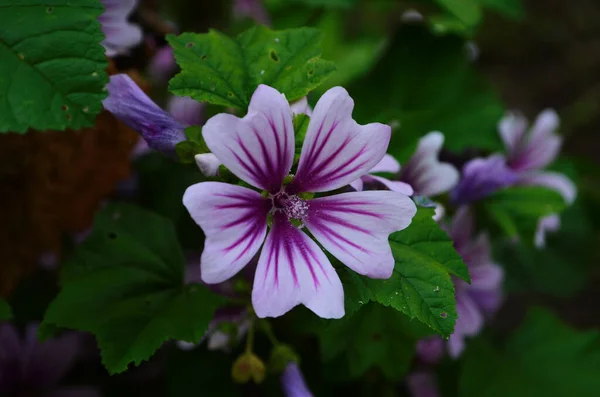 マルバ シルベストリス ゼブリナ Malva Sylvestris Zebrina またはゼブラ ホリホック Zebra Hollyhock — ストック写真