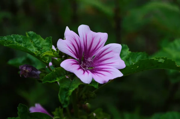 Malva Sylvestris Zebrina Zebra Hollyhock Uma Planta Vigorosa Com Flores — Fotografia de Stock