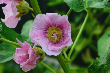 Güneşli bir günde pembe malva çiçekleri. Yakın plan..