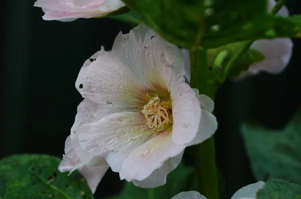 Güneşli Bir Günde Pembe Malva Çiçekleri Yakın Plan — Stok fotoğraf