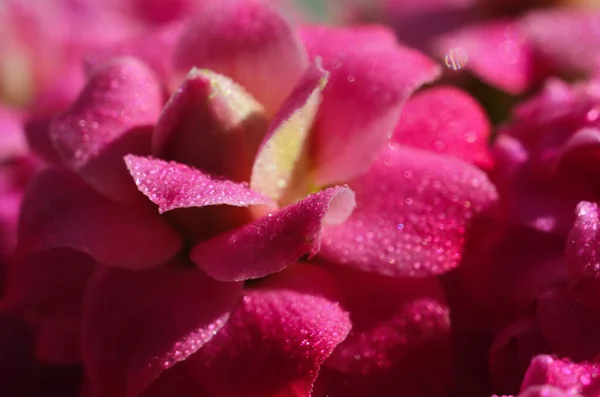 Roze Kalanchoë Bloemen Met Water Druppels Sanny Dag Macro — Stockfoto